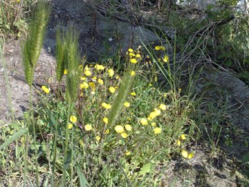 Orzo ? Dasypyrum villosum